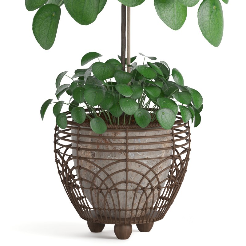 Indoor Plant Pilea in basket pot Image 1