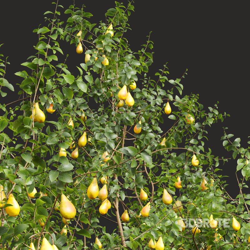 AV Fruit Trees Pear Pyrus Communis Red and Armeniaca Vulgaris Prunus Image 5