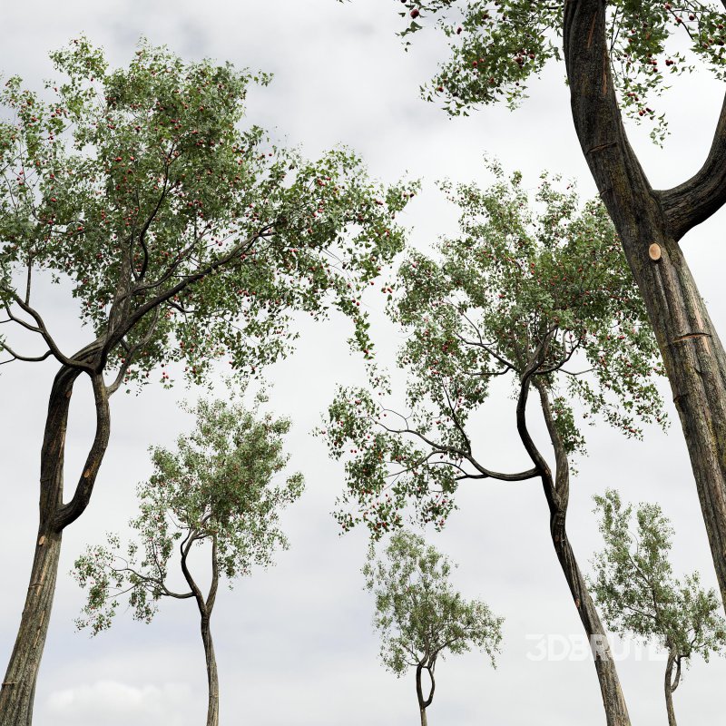 ntal and culinary value. Image 5