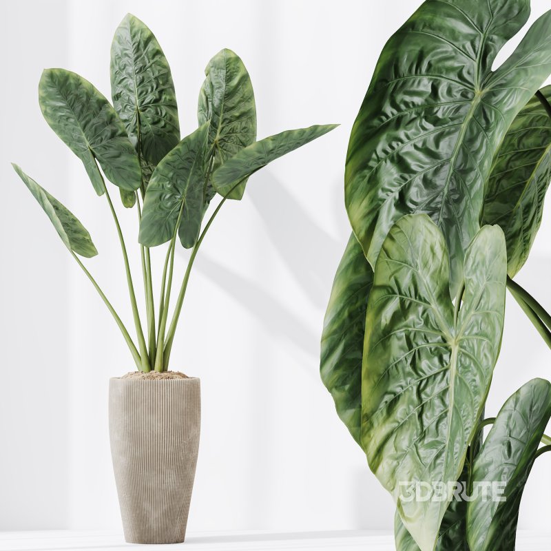 AV Indoor Plants Set 303 Europaea Olive Eucalyptus and Alocasia Jardin and Ficus Fig Image 9