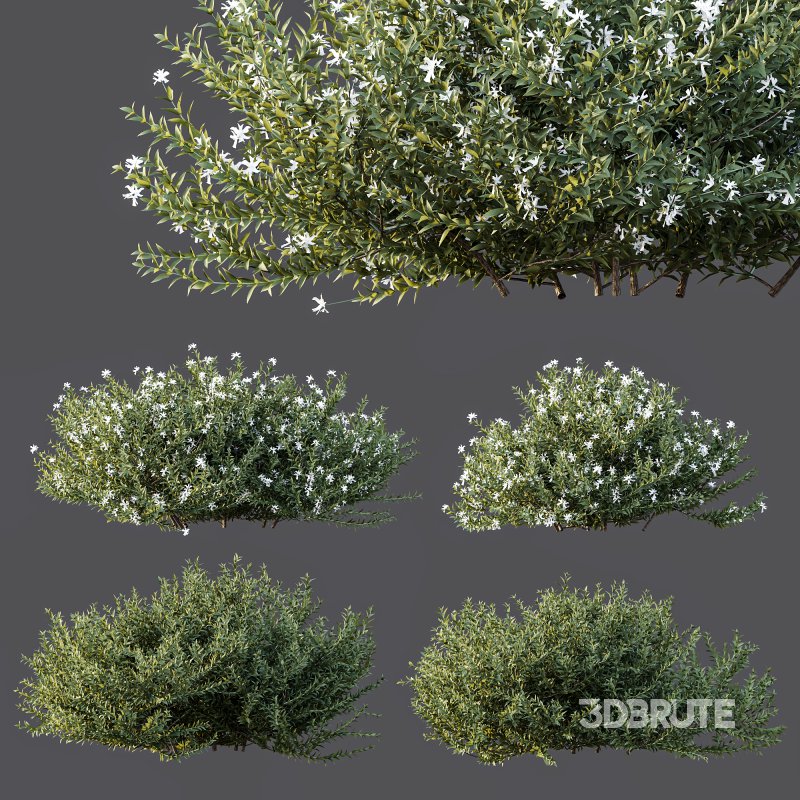 AV Gray Box Westringia Fruticosa Coastal Rosemary Flower Image 6