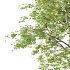 fagus sylvatica tree 03 - Thumbnail 3