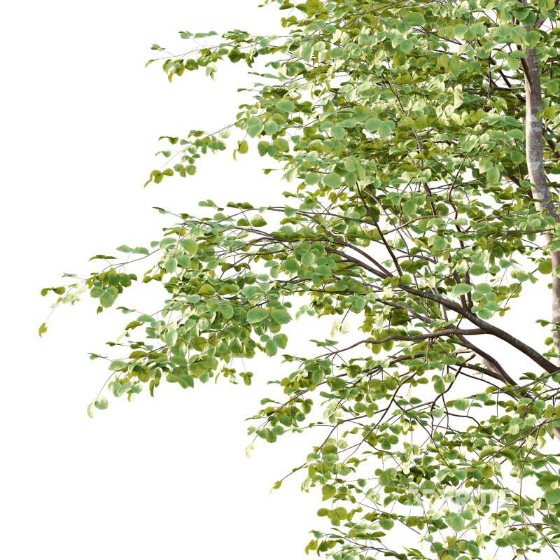 fagus sylvatica tree 03 Image 3