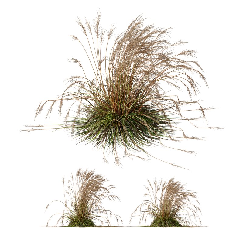 ntal species native to the moorlands and meadows of Europe. Image 3