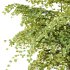 fagus sylvatica tree 11 - Thumbnail 4