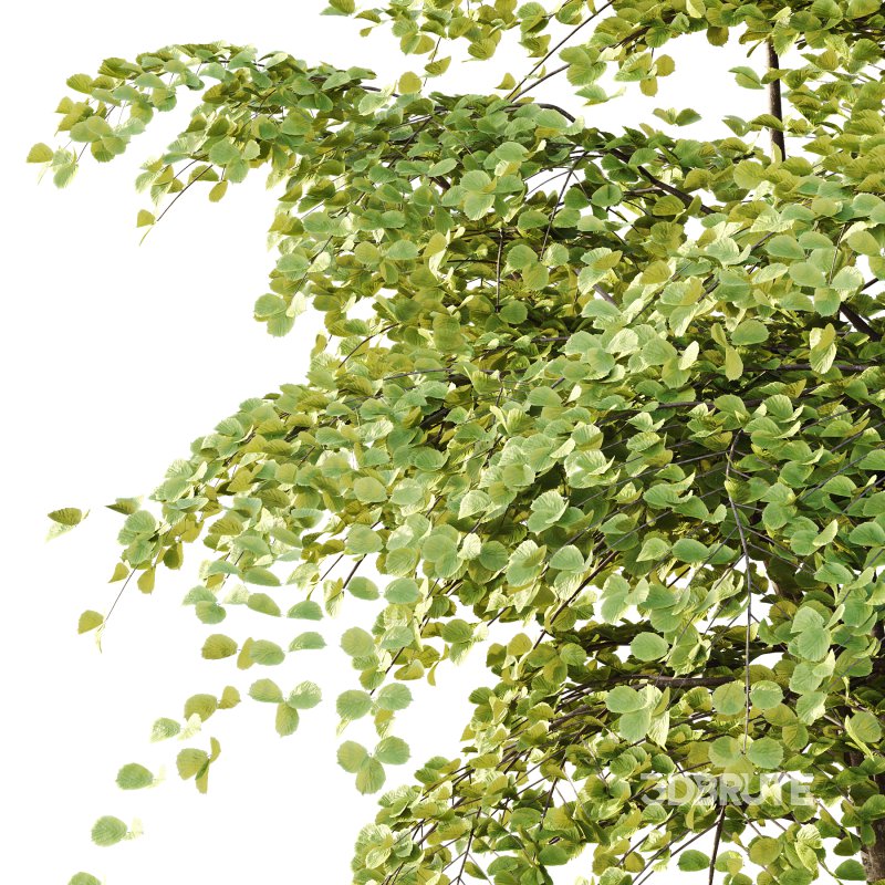 fagus sylvatica tree 11 Image 4