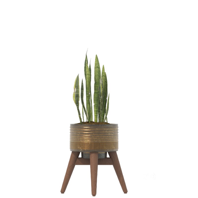 Sansevieria Plant Set Image 6