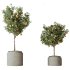 AV Indoor Plants Set 289 Fruit Orange Tree and Areca Palm and Banana Nicolai and Olive - Thumbnail 2