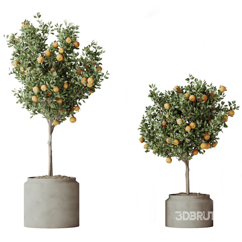 AV Indoor Plants Set 289 Fruit Orange Tree and Areca Palm and Banana Nicolai and Olive Image 2