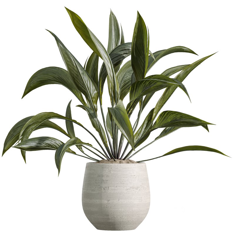 Indoor Plant Image 1