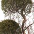 Tree 0025 - Thumbnail 4