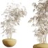 AV Indoor Plants Set 300 Japandi Decorative Minimalism Ficus Dracaena Marginata - Thumbnail 9