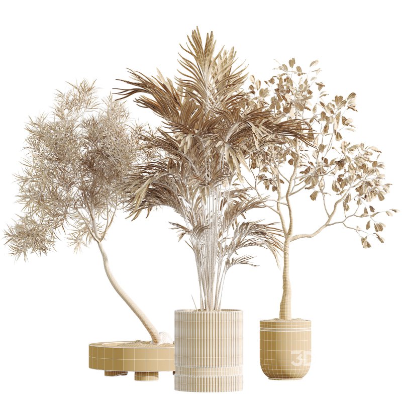 AV Indoor Plants Set 296 Japandi Ficus Dracaena Marginata and Areca Cat Reed Palm Image 6