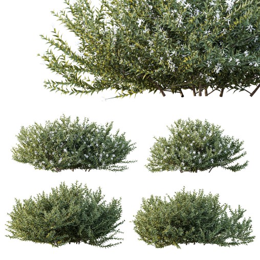 AV Gray Box Westringia Fruticosa Coastal Rosemary Flower