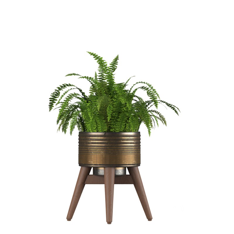 Fern Plant Set Image 3