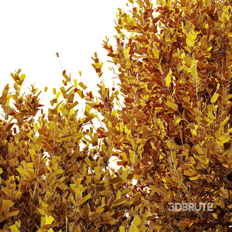 ntal hedges, rooftop gardens, and formal courtyard landscapes. Its dense structure and softly curved canopy reflect centuries of cultivation in coastal climates—from Southern Europe to California—blending rustic tradition with contemporary design. Image 5