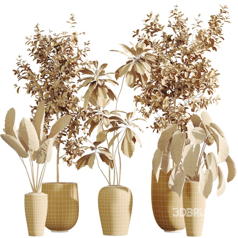 AV Indoor Plants Set 303 Europaea Olive Eucalyptus and Alocasia Jardin and Ficus Fig Image 12