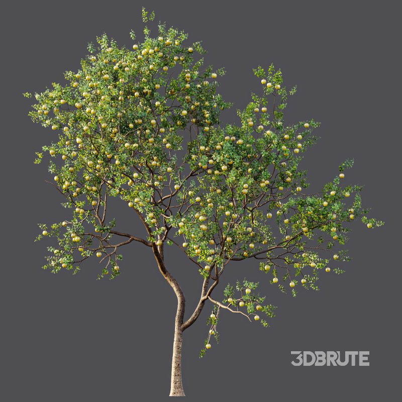 AV Fruit Trees Malus Pumila Apple Yellow and Citrus Sinensis Orange Arancio Image 5