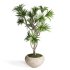 Indoor Plant Dracaena - Thumbnail 1