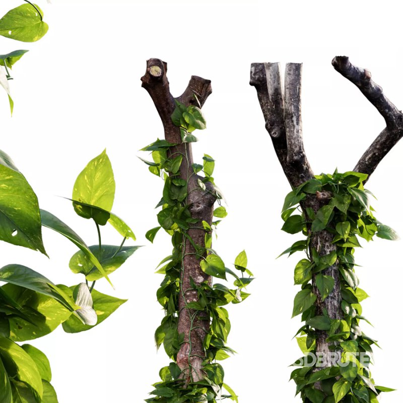 Epipremnum aureum – Money plant – 04 Image 1