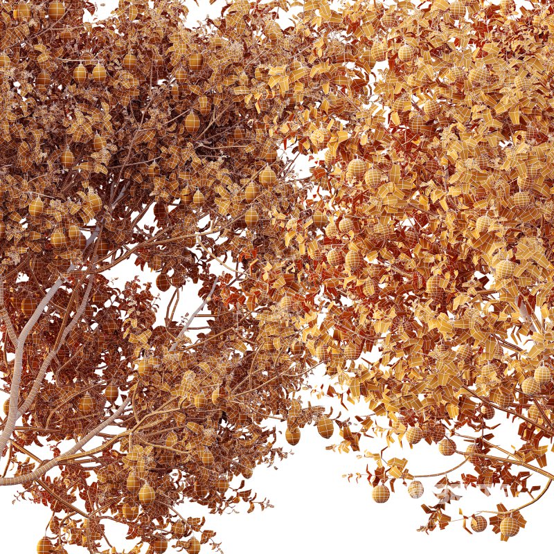 ntal and culinary value. On the left stands the Citrus × meyeri, or Meyer Lemon—a hybrid between citron and mandarin/pomelo, originally from China and introduced to the West in the early 20th century. Known for its smooth, deep yellow skin and slightly sweet, fragrant lemons, it’s a favorite in Mediterranean-style courtyards and edible gardens. Image 8