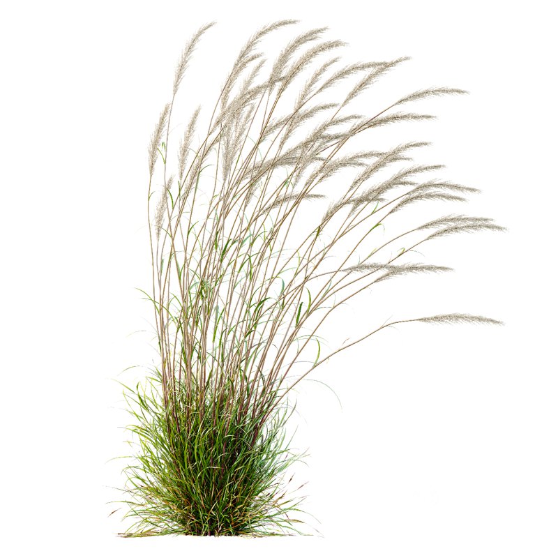 ntal grass hybrid that brings vertical elegance to any garden or architectural visualization. Originally cultivated in Germany and widely popularized across Europe and North America, this perennial grass features upright, feather-like plumes and narrow green blades that shift to golden hues in late summer. Its architectural form, graceful sway in the wind, and low-maintenance nature make it a favorite among designers looking to evoke movement, rhythm, and a naturalistic softness in modern landscapes. Image 9