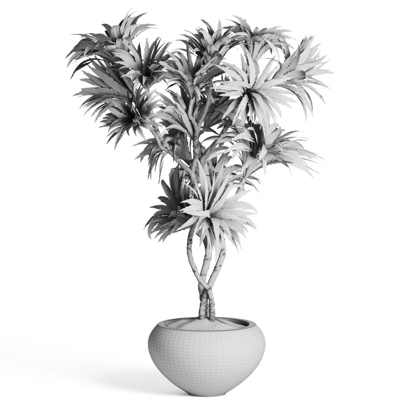Indoor Plant Dracaena Image 4