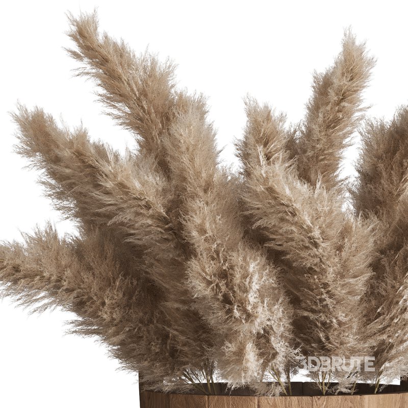 Light Cream Color Pampas Collection Set 23 Image 3