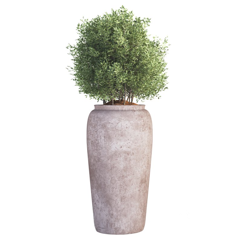 Outdoor Plant 010 Image 2