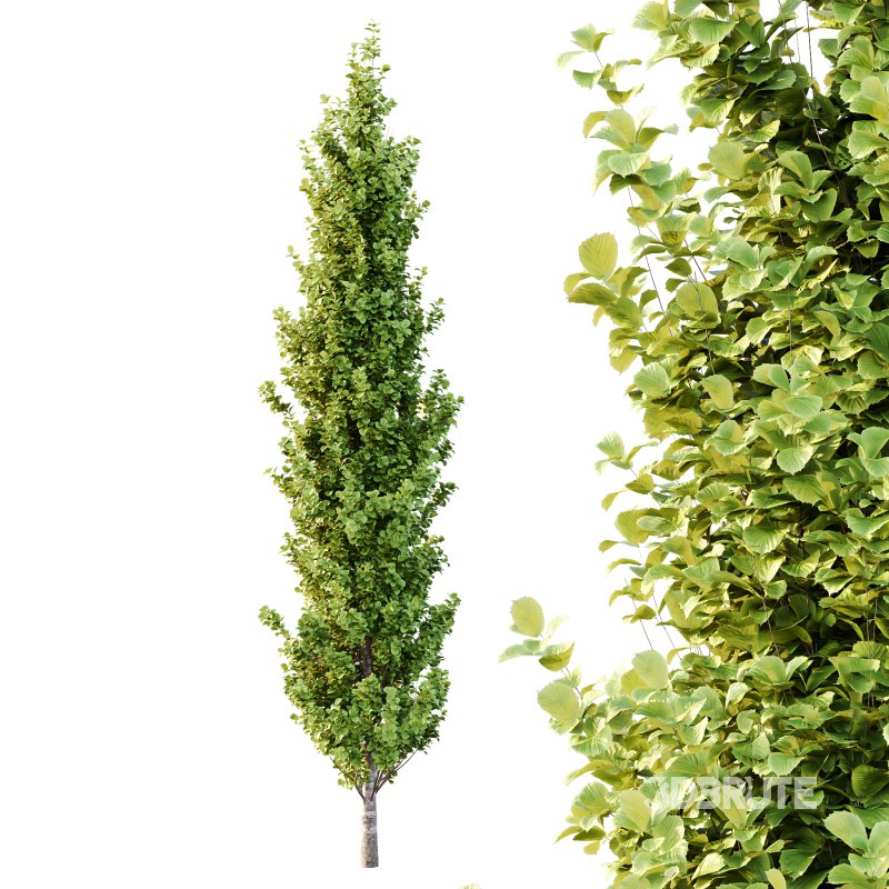 Different Trees 33 Image 2