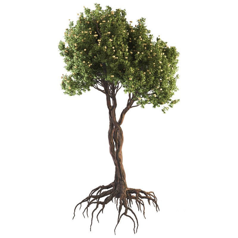 Jungle Fruit Tree and ivy plant Image 4