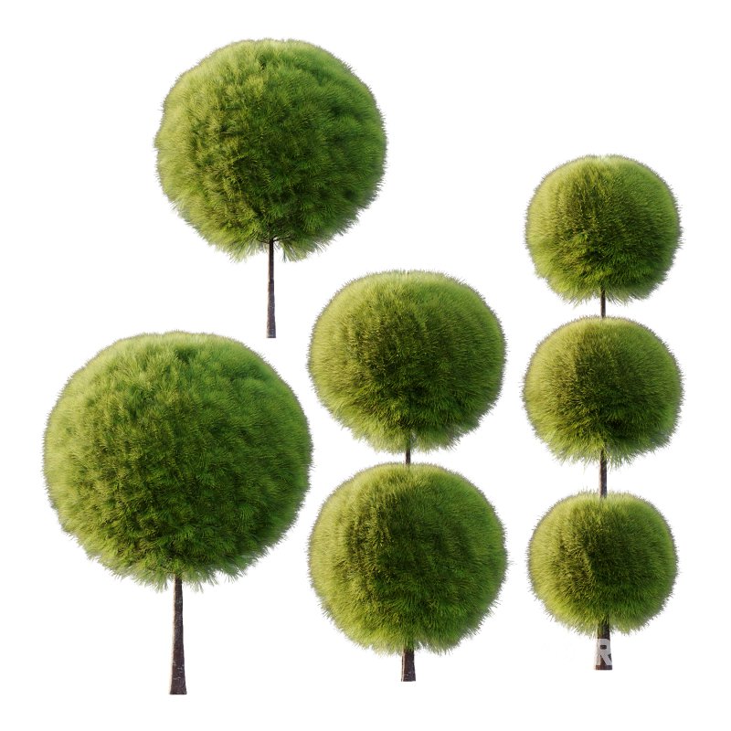 Juniperus scopulorum Tree 03 Image 1