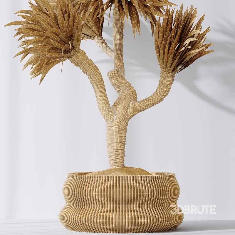 AV Indoor Plants Set 295 Mission Olive Tree Indoor and Yucca Elephantipes Gigantea Image 9