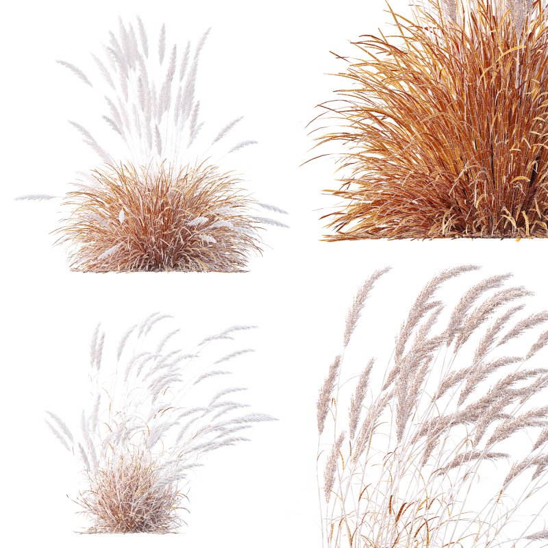ntal grass hybrid that brings vertical elegance to any garden or architectural visualization. Originally cultivated in Germany and widely popularized across Europe and North America, this perennial grass features upright, feather-like plumes and narrow green blades that shift to golden hues in late summer. Its architectural form, graceful sway in the wind, and low-maintenance nature make it a favorite among designers looking to evoke movement, rhythm, and a naturalistic softness in modern landscapes. Image 11
