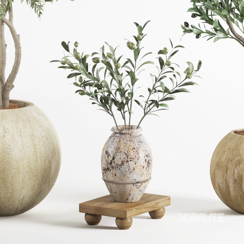 Indoor Plant Olive Image 4