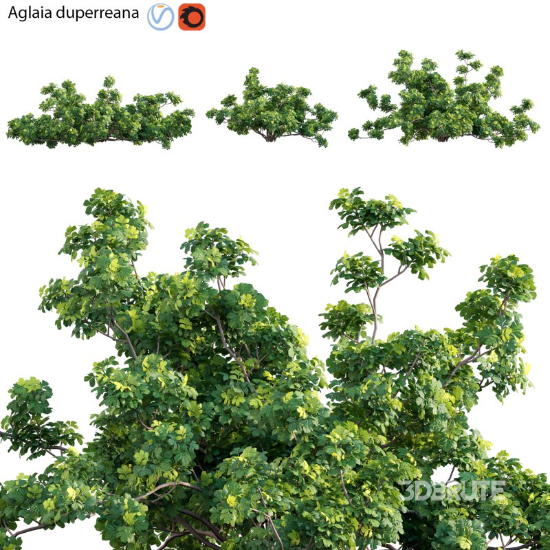 Aglaia duperreana 01 Image 1