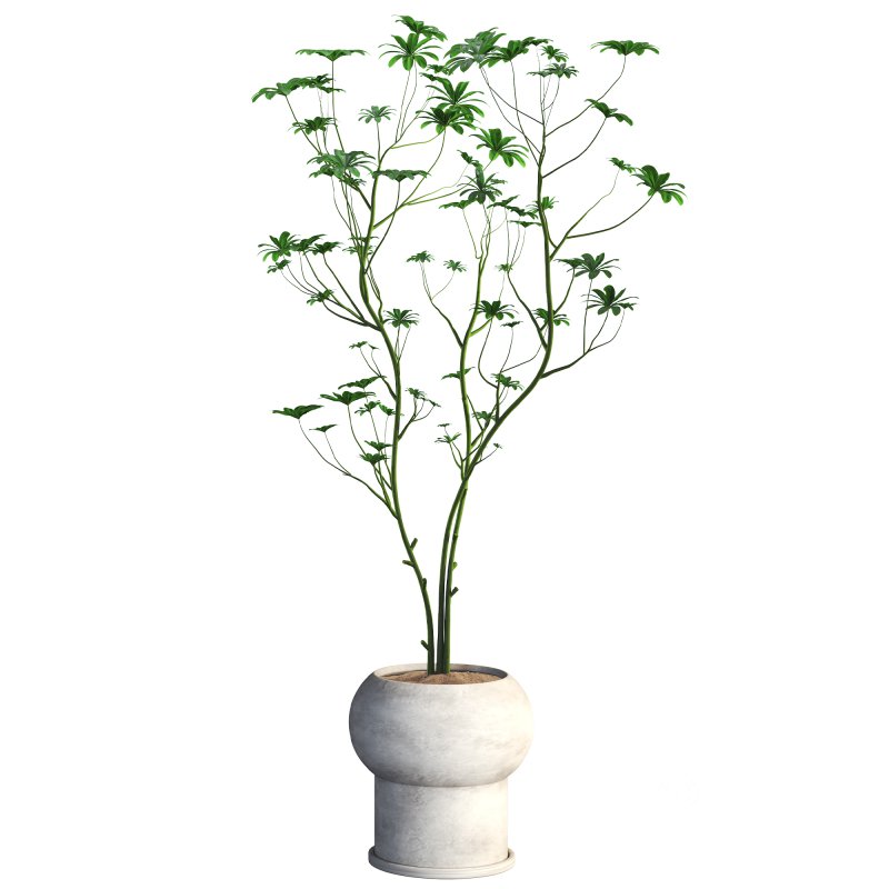 indoor plant 08 Image 4