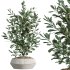 AV Indoor Plants Set 301 Zamiifolia and Schefflera Umbrella and Ficus Microcarpa - Thumbnail 4