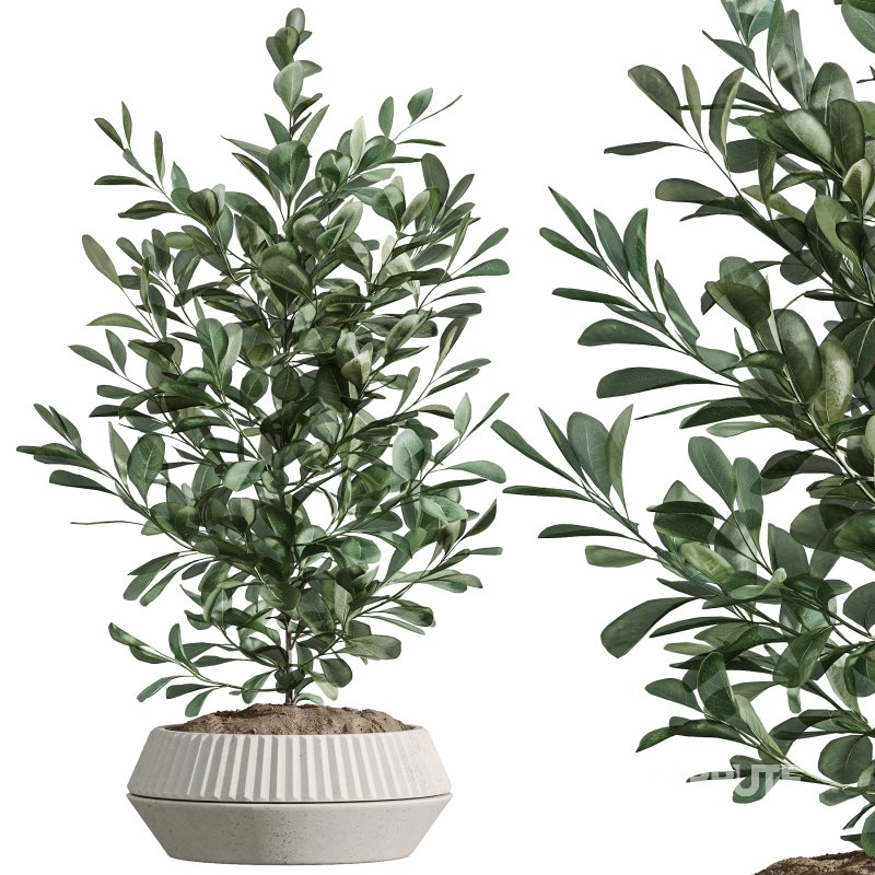 AV Indoor Plants Set 301 Zamiifolia and Schefflera Umbrella and Ficus Microcarpa Image 4