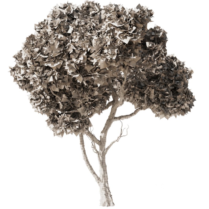 Pine tree Set35 Image 4