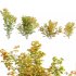 Acer circinatum | Vine Maple 02 - Thumbnail 1