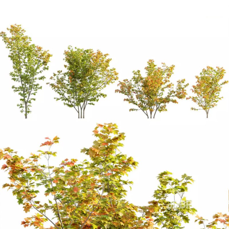 Acer circinatum | Vine Maple 02 Image 1