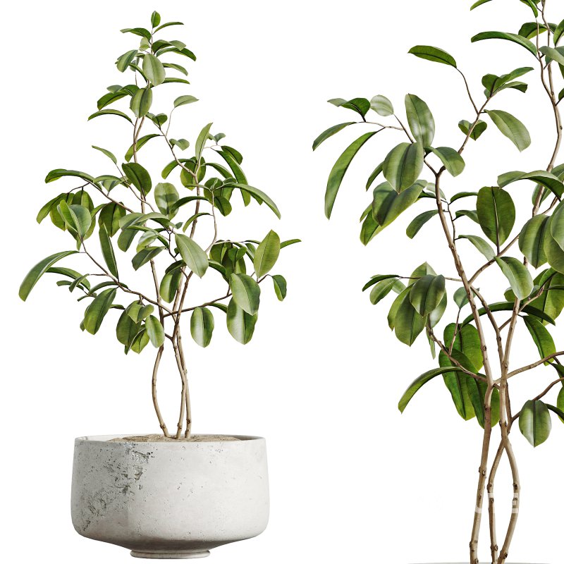 ntal but also grounded in heritage: the olive tree—native to southern Europe and symbolic of peace—brings timeless charm, while the banana and yucca infuse subtropical dynamism. The included Ficus species are prized for indoor air purification and their graceful, branching architecture. Image 1
