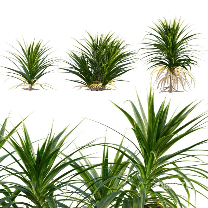 Pandanus amaryllifolius | Pandan leaves | Edible pandan 01 Image 1