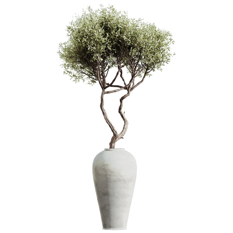 AV Indoor Plants Set 299 Japandi Ficus Dracaena Marginata and Mission Arbequina Olive Image 2