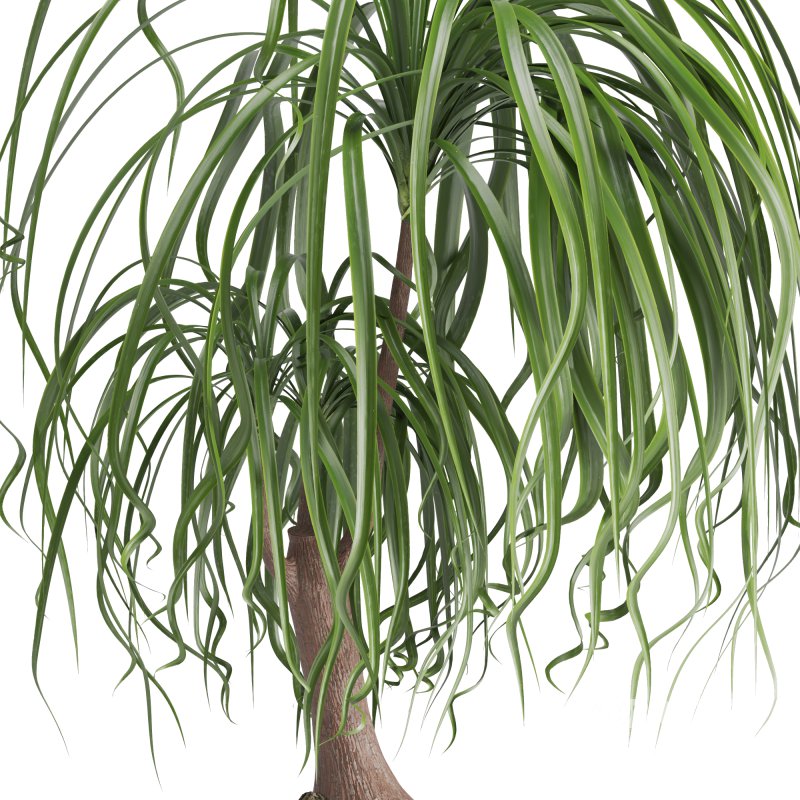 Indoor plant Beaucarnea Recurvata Image 4