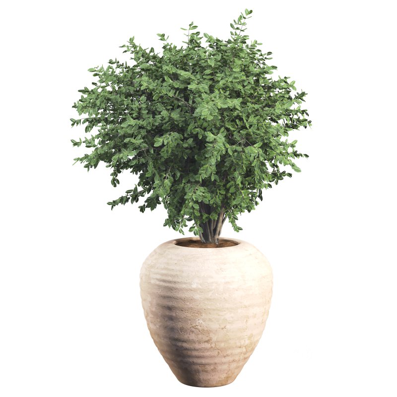 Outdoor Bush Collection in Pot 08 Image 3