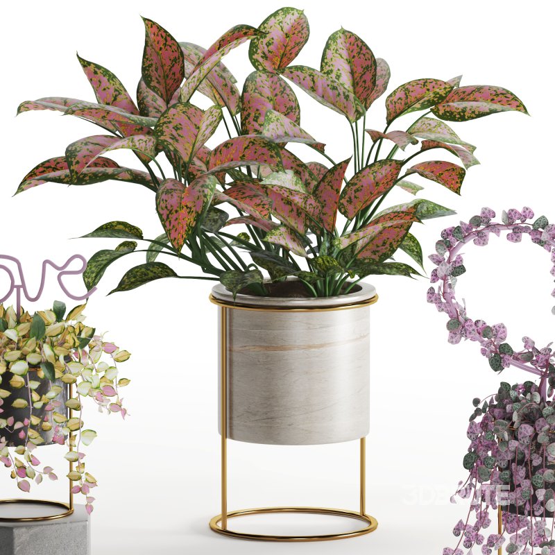 Indoor Plant Valentine Heart Shape Hoya Carnosa Aglaonema Pink Pearl Image 5