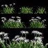 Hymenocallis americana – Spider lily - Thumbnail 1