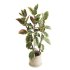 Indoor Plant Ficus Elastica Ruby - Thumbnail 3